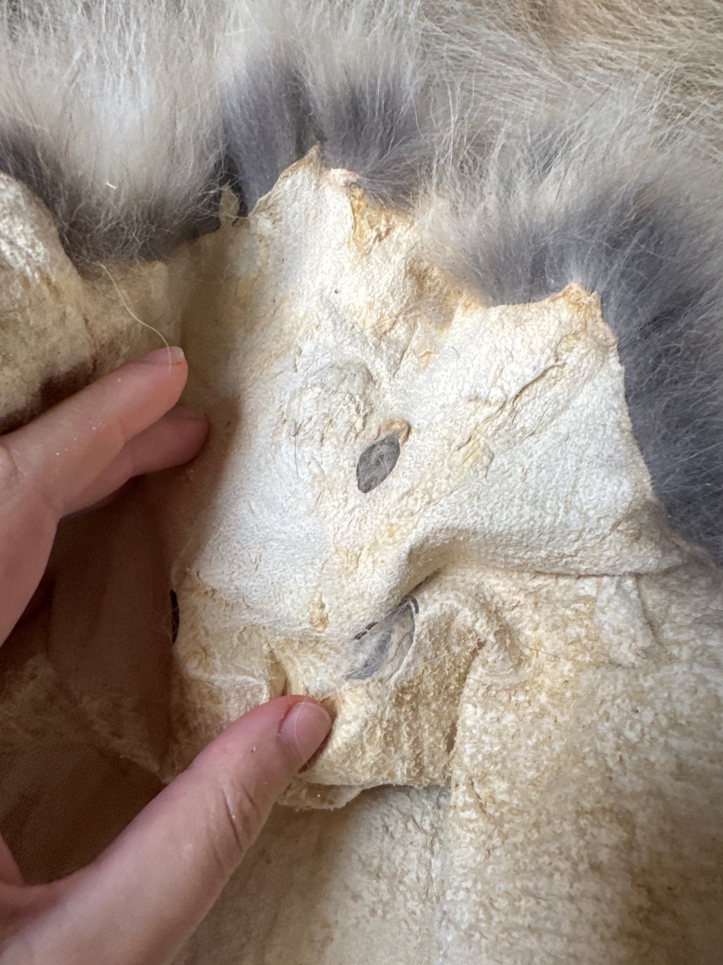 Male coyote mountable pelt (1)