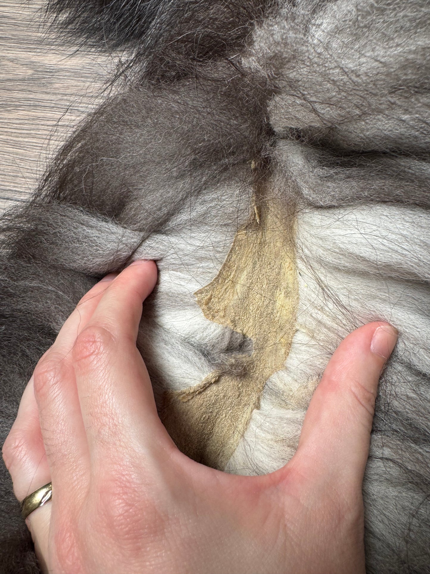 Silver fox pelt (21)