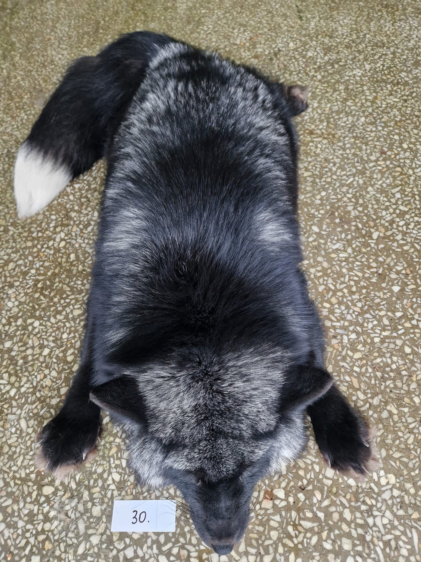 Private listing for M L Taxidermy
