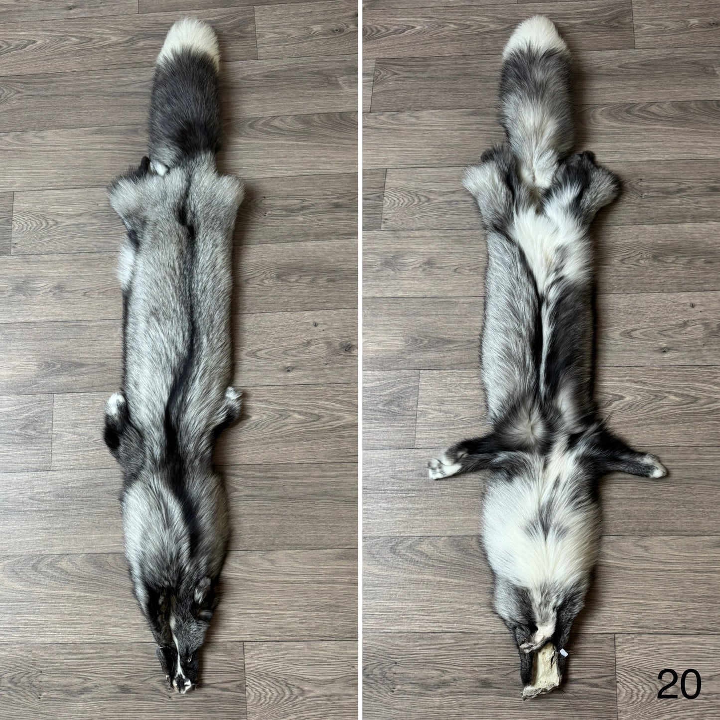 Silver Ringneck fox pelt (20)