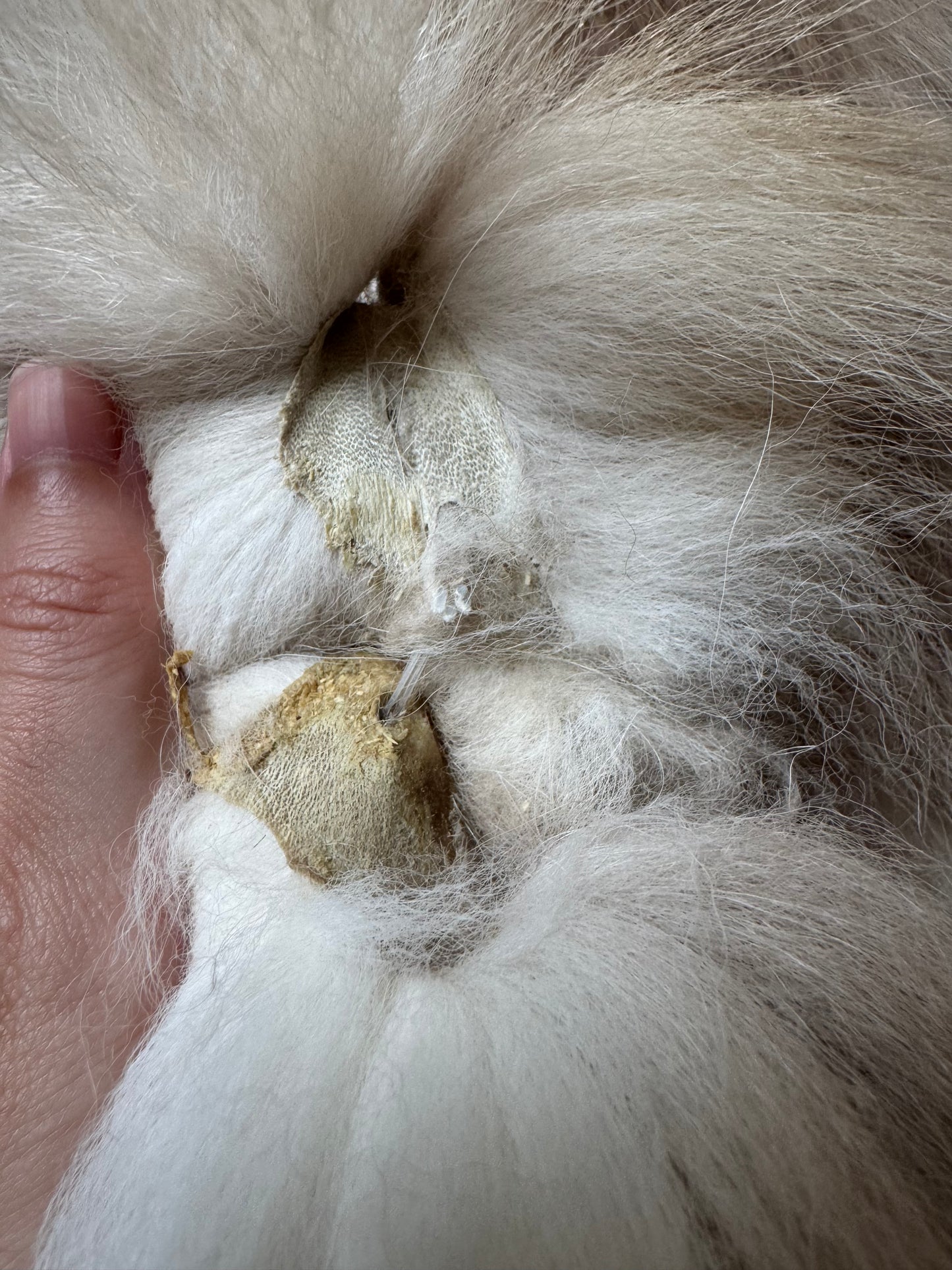 Amber fox pelt (9)