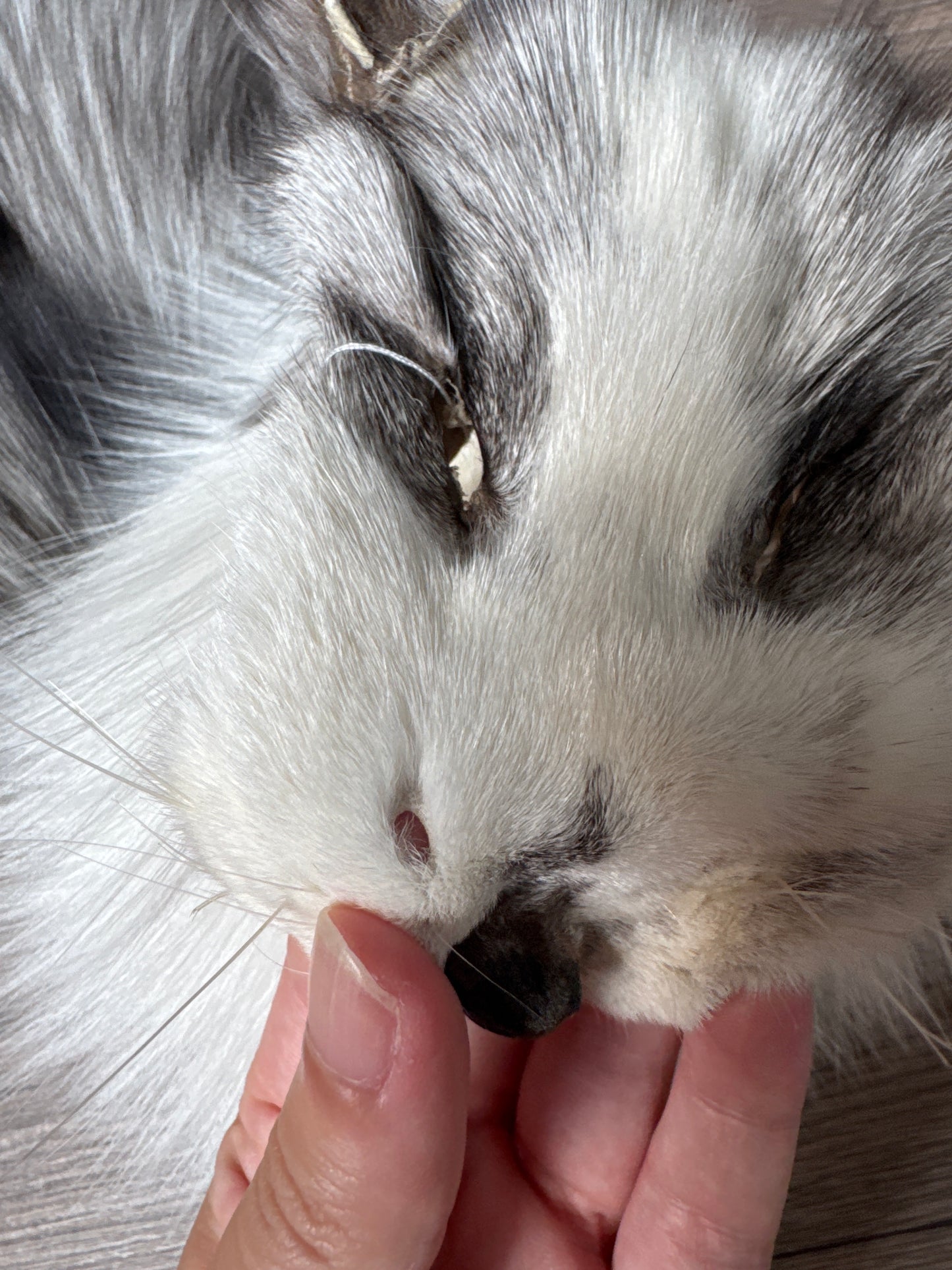 Platinum fox pelt (3)