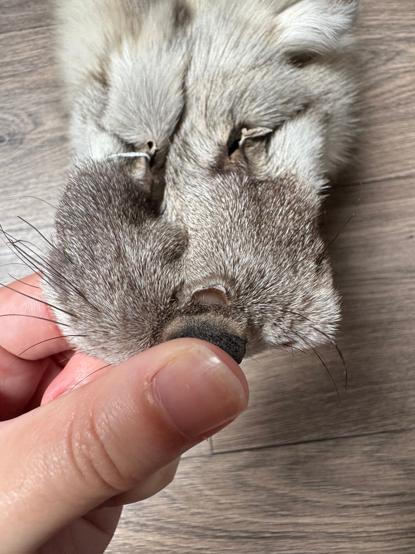 Fawn Light fox pelt (9)