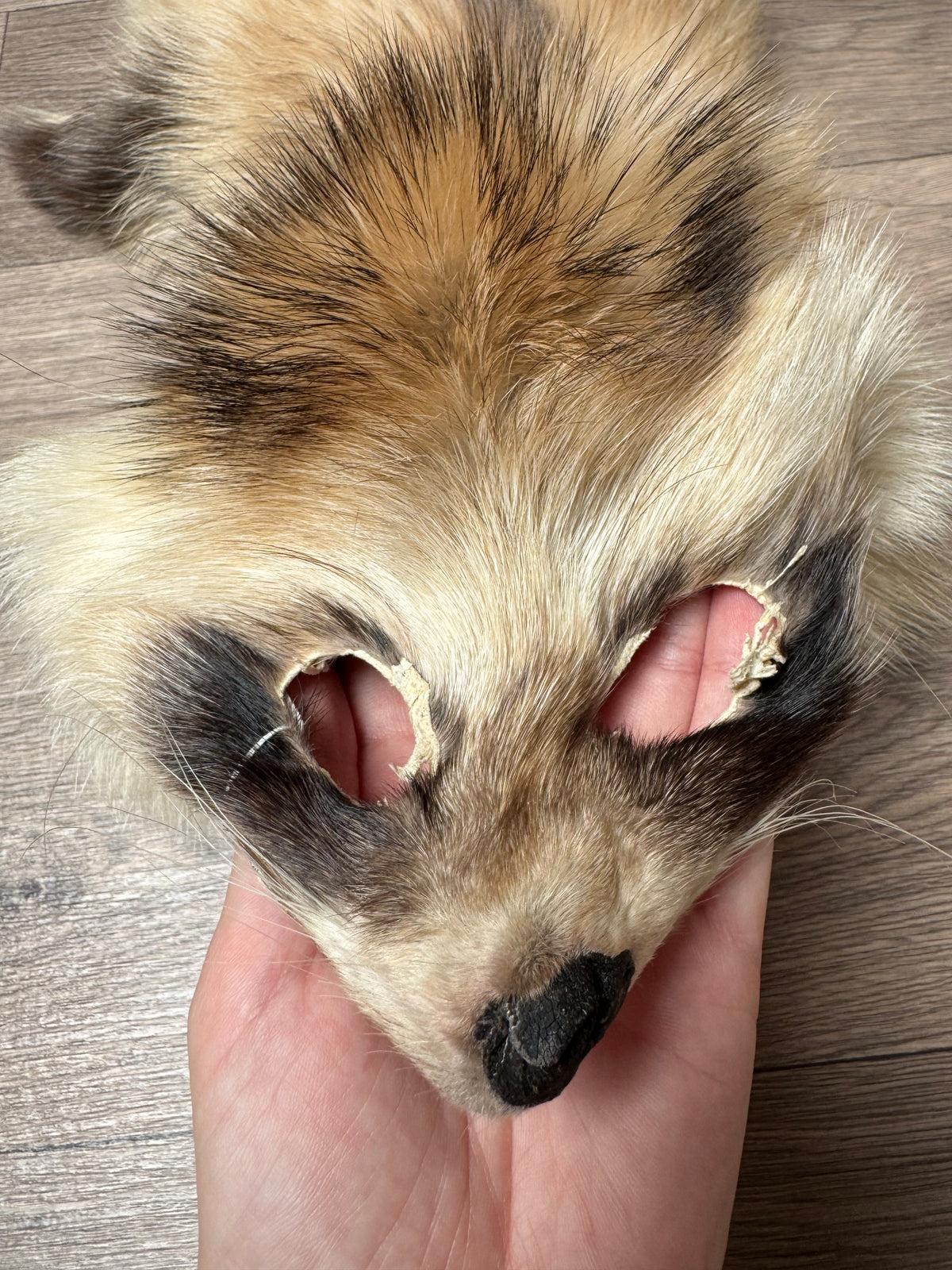 Arctic tanuki pelt (5)