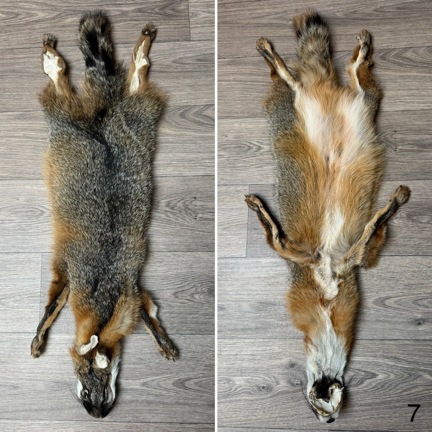 Male grey fox mountable pelt (7)