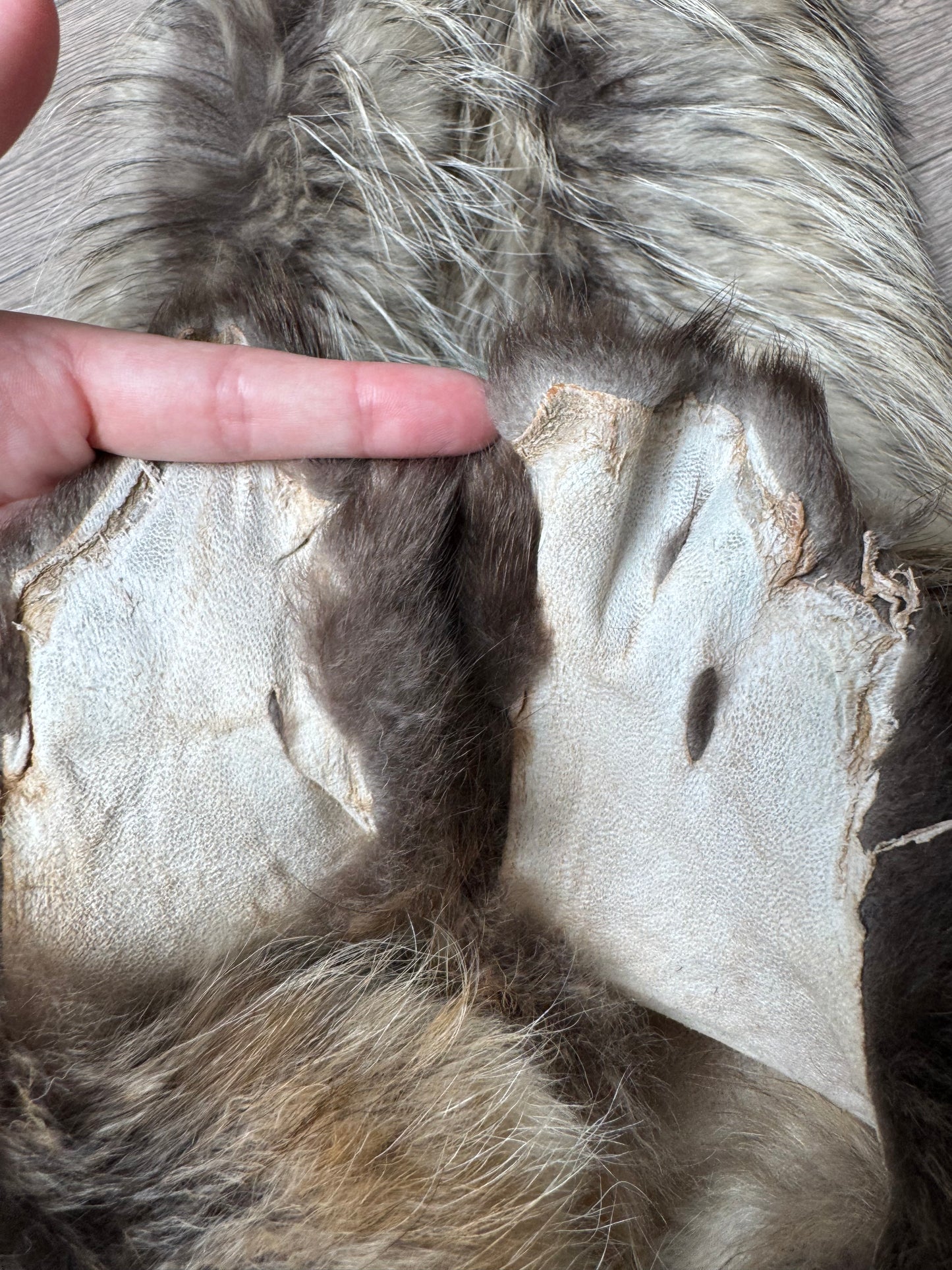 Tanuki pelt (10)