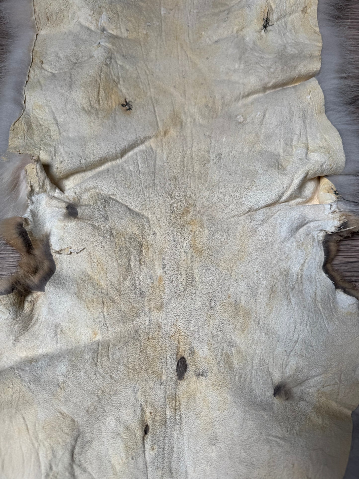Coyote pelt (10)