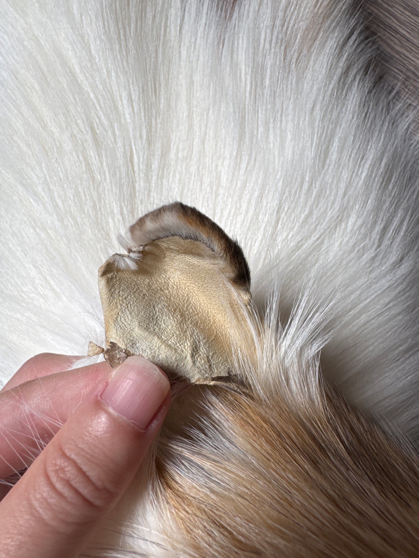 Sun Glow fox pelt (13)