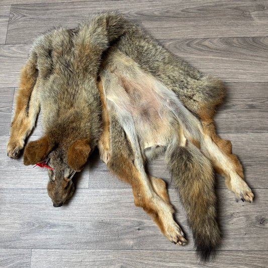 Male coyote mountable pelt (12)