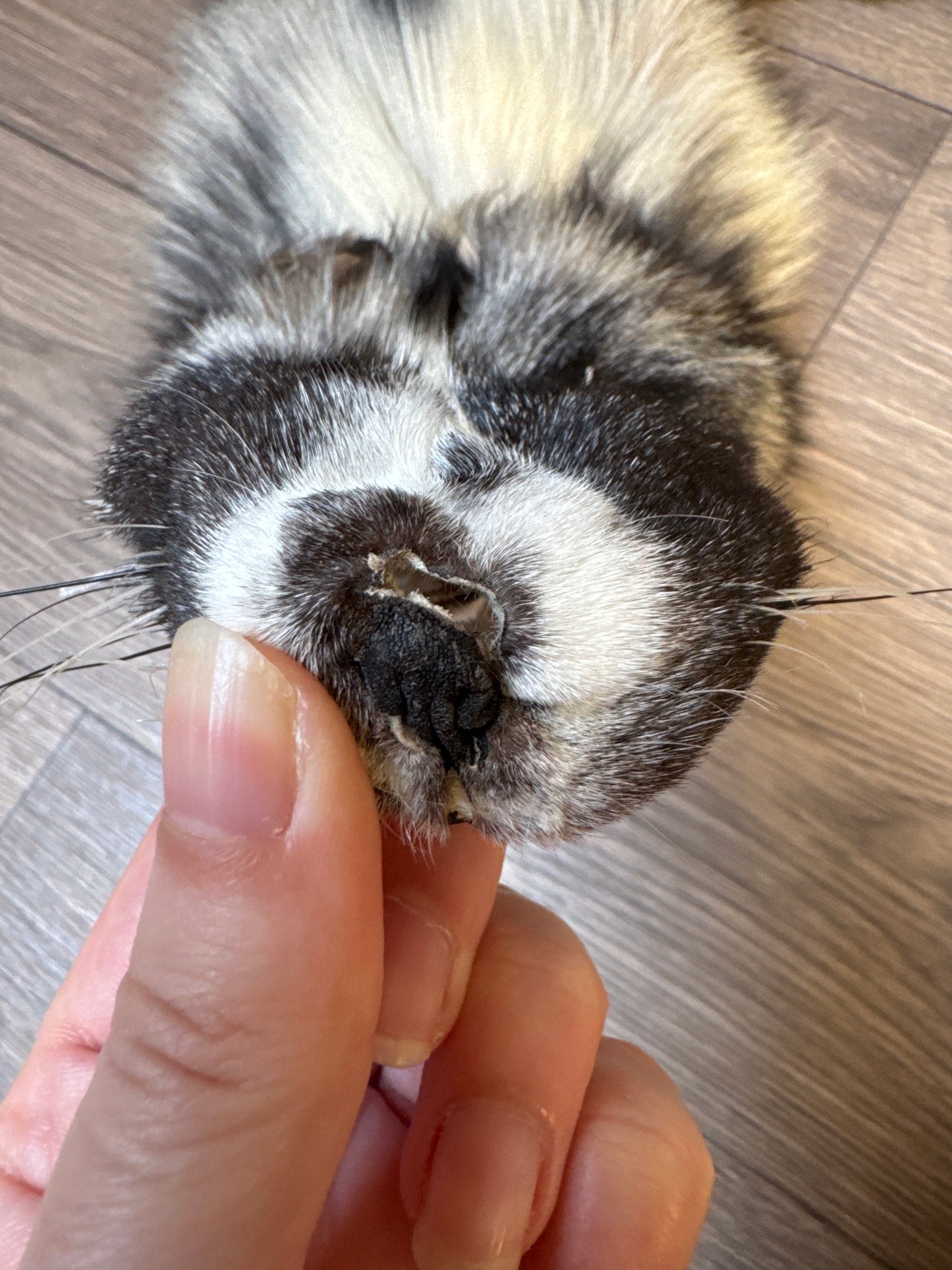 Cross Whitemark fox pelt (8)