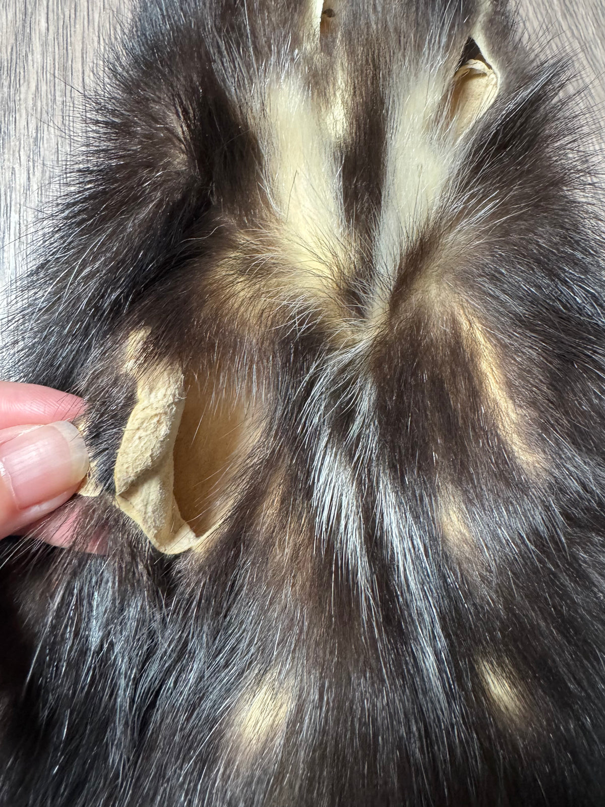 Skunk pelt (1)