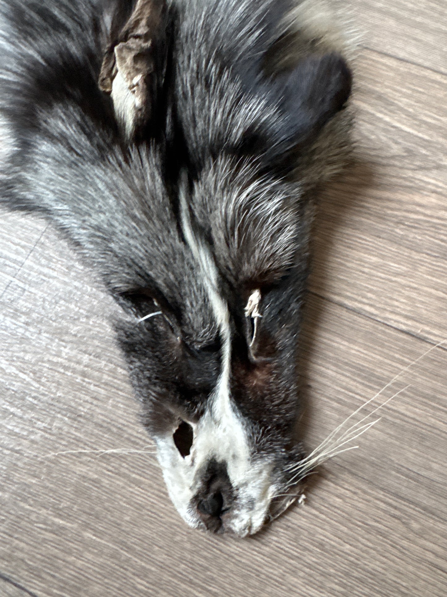 Silver Ringneck fox pelt (28)