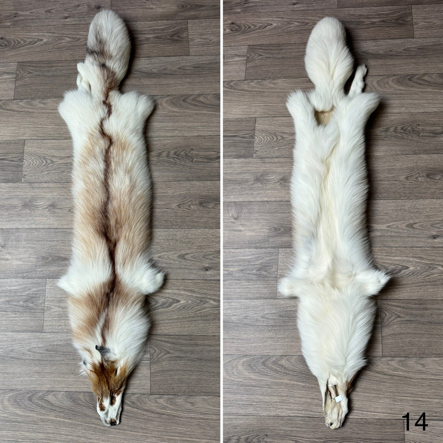Sun Glow fox pelt (14)