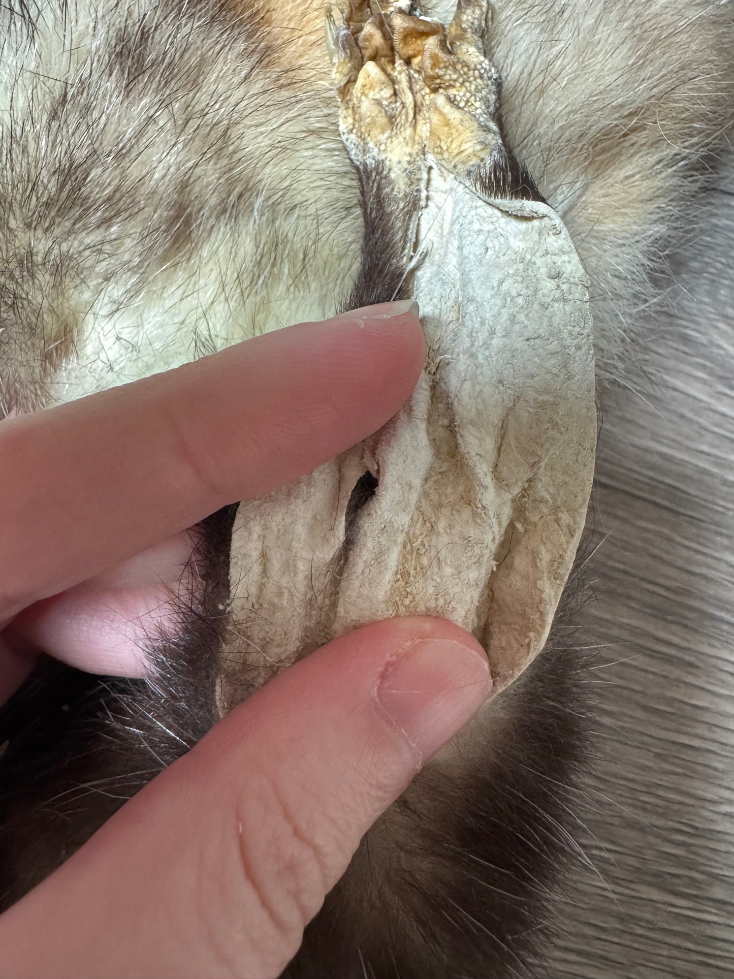 Male opossum mountable pelt (17)