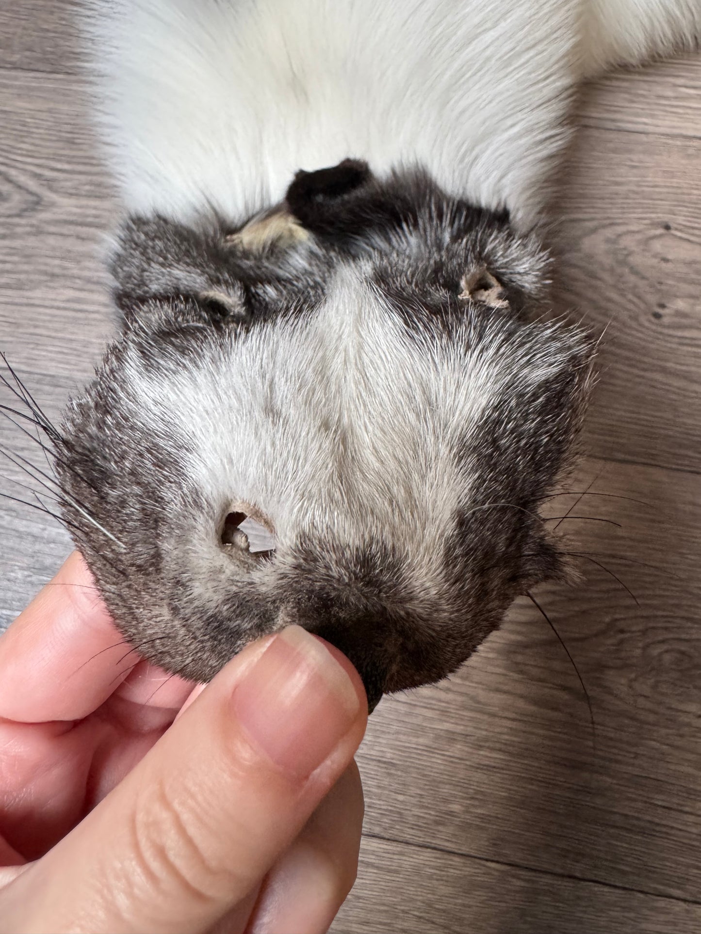 Marble Frost fox pelt (6) (extremely large pelt)