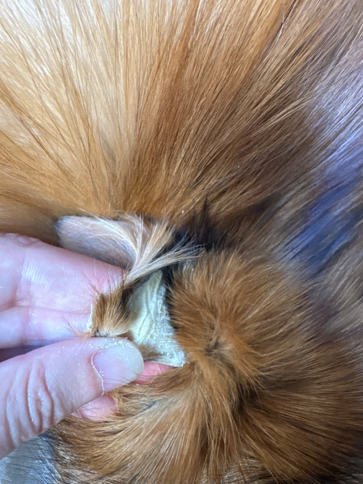 Gold fox pelt (48)