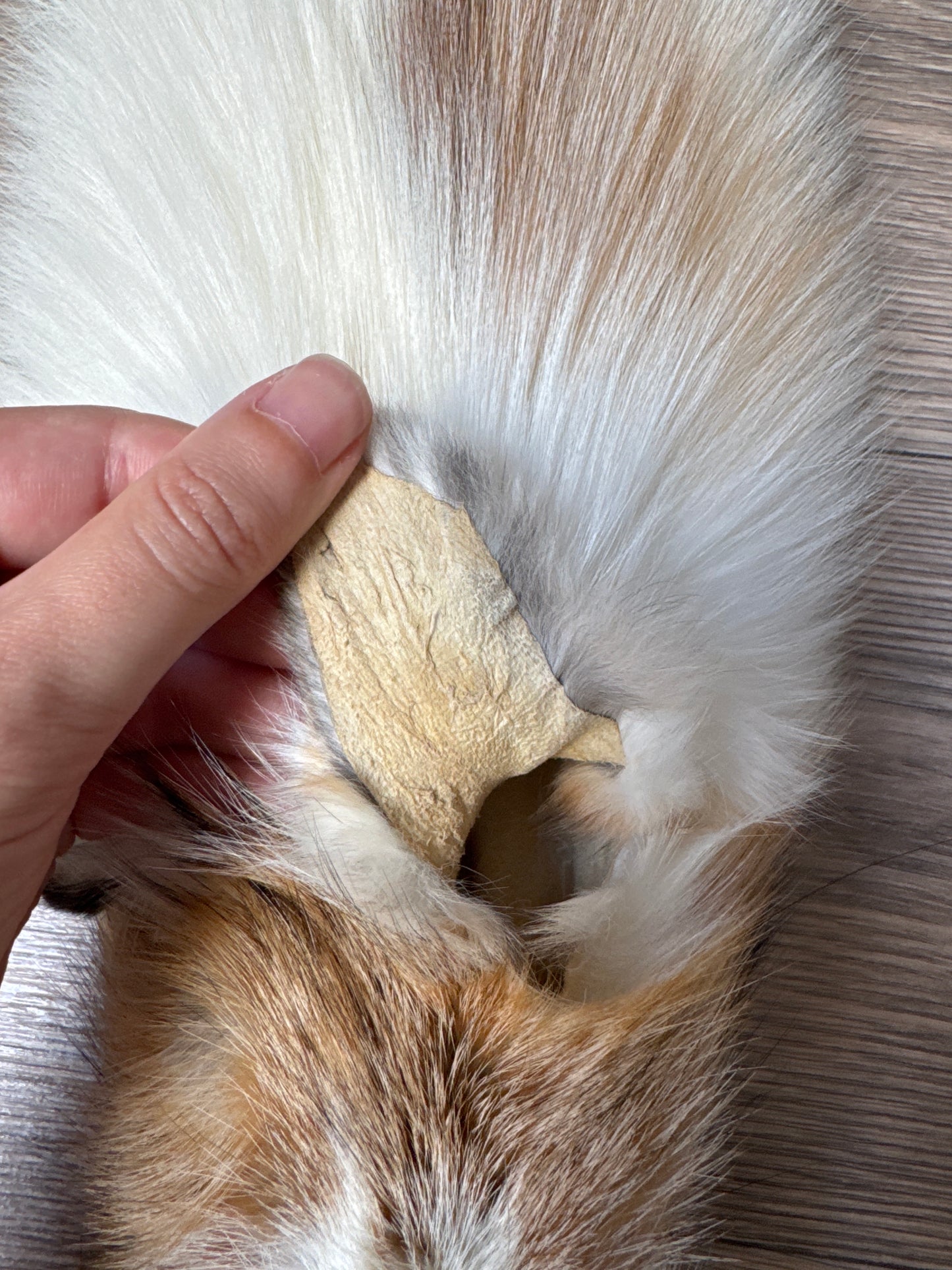 Sun Glow fox pelt (24)