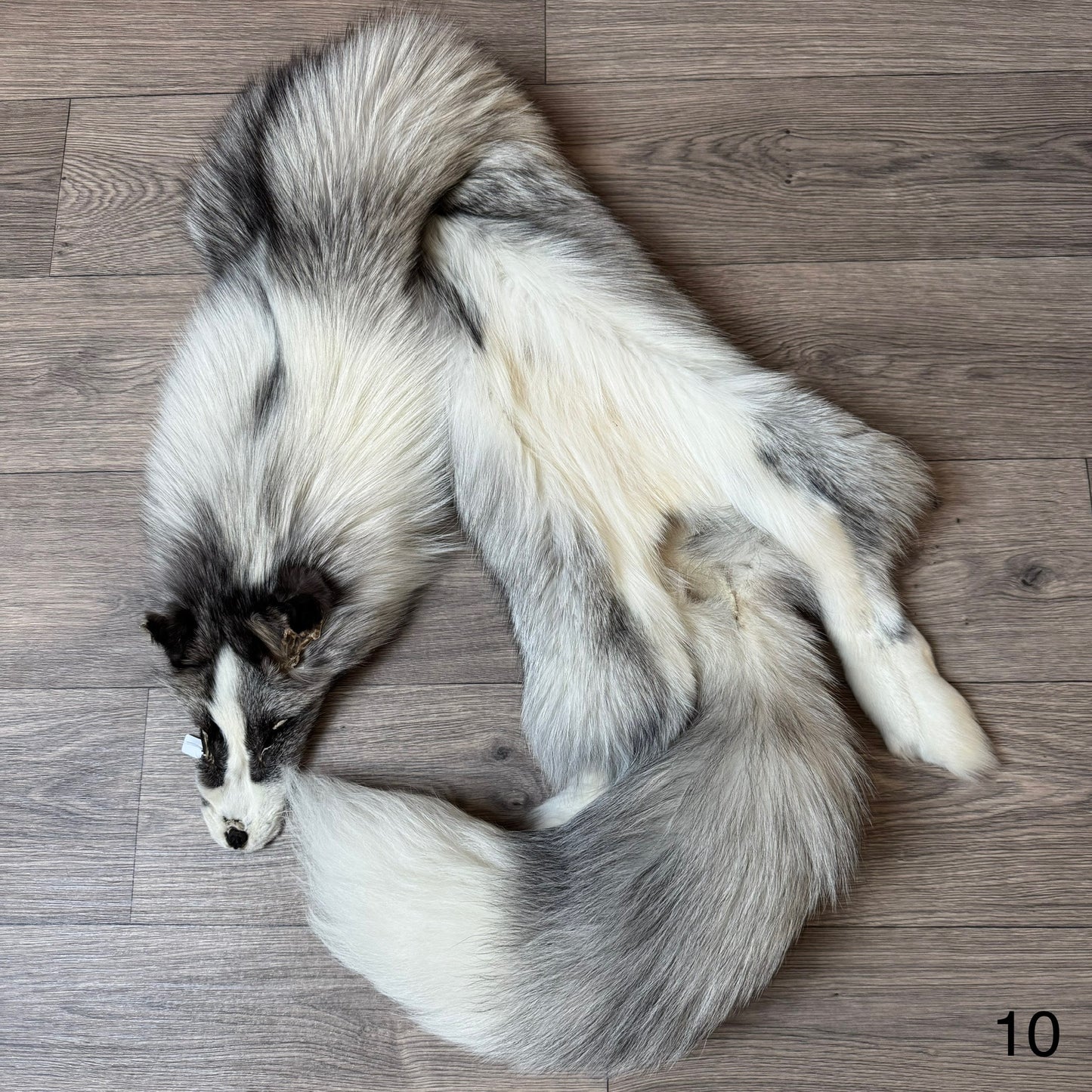 Platinum fox pelt (10)