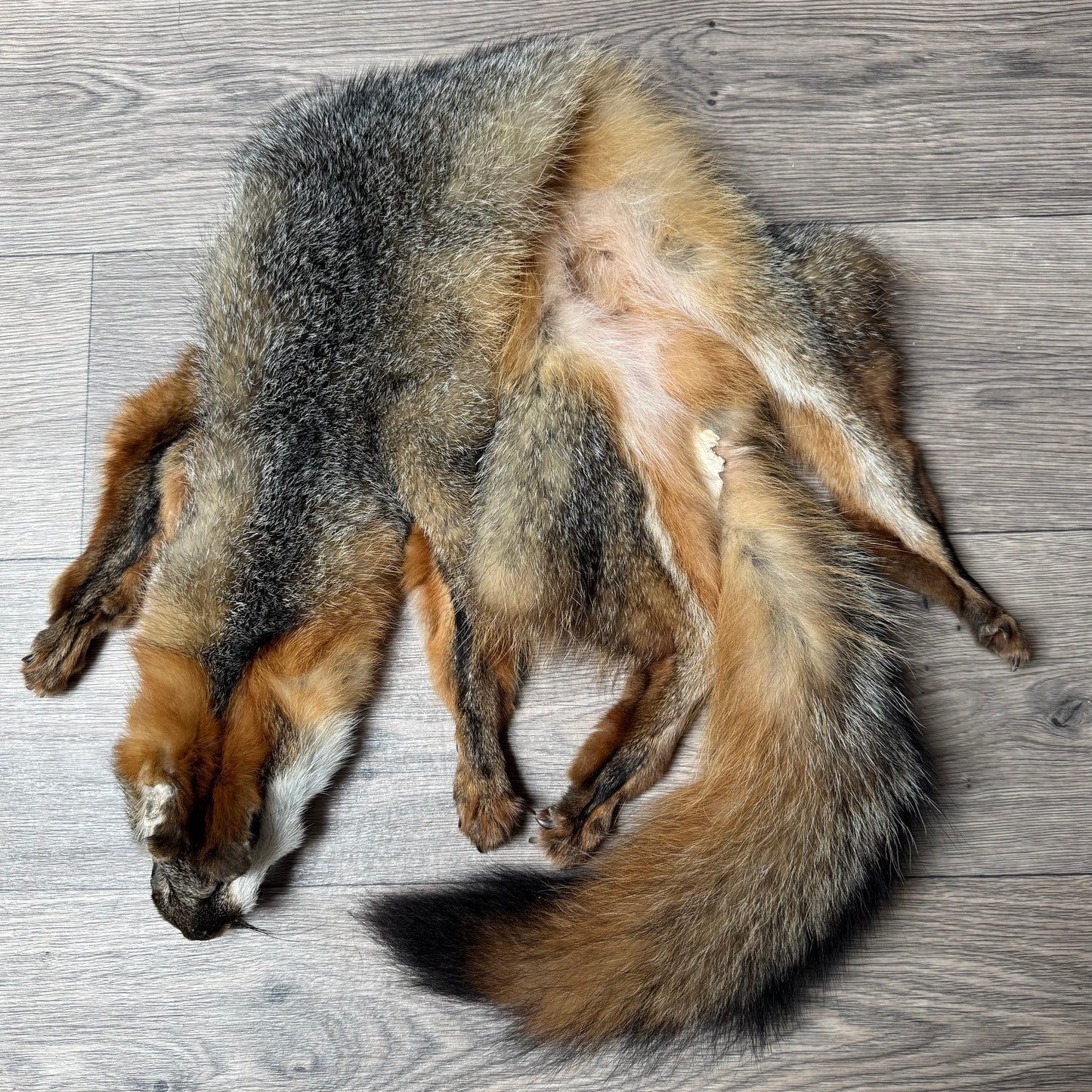 Male grey fox mountable pelt (13)