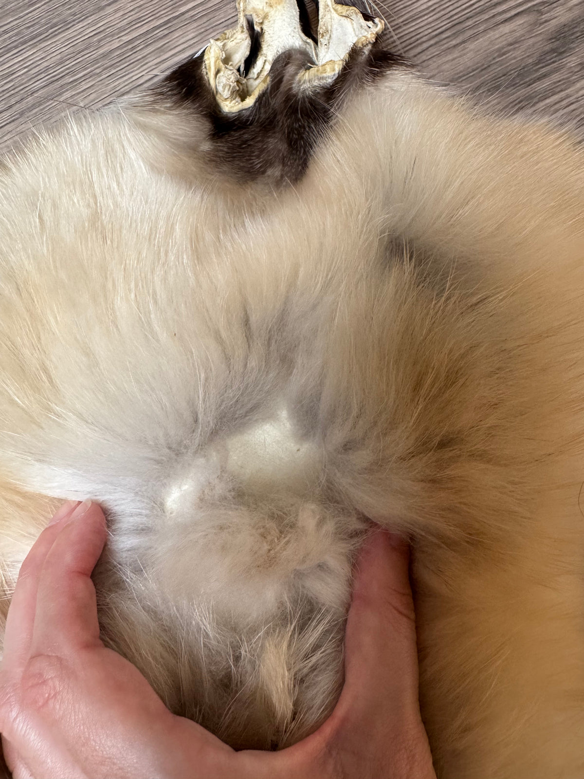 Arctic tanuki pelt (3)