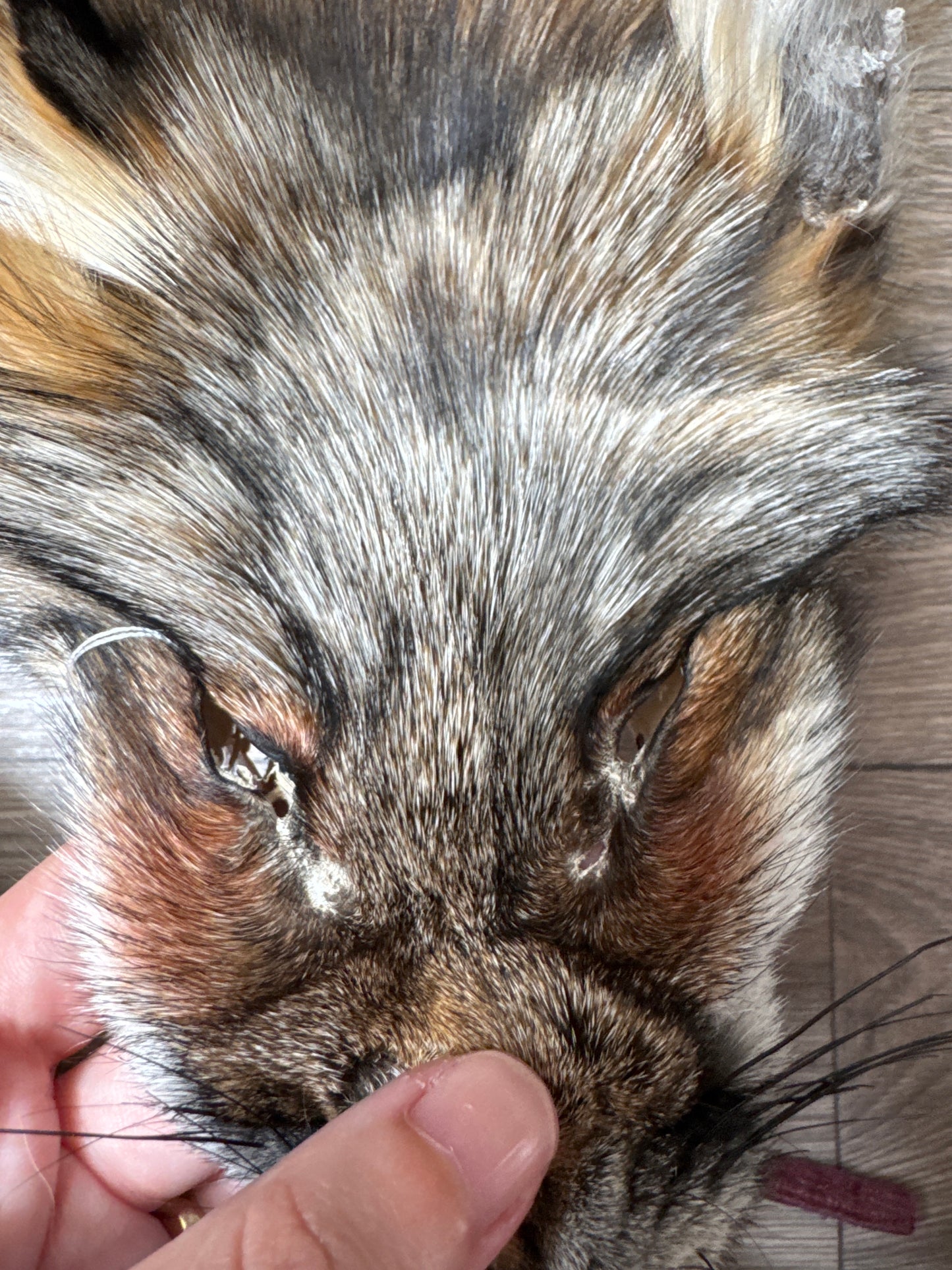 Smokey fox pelt (19)