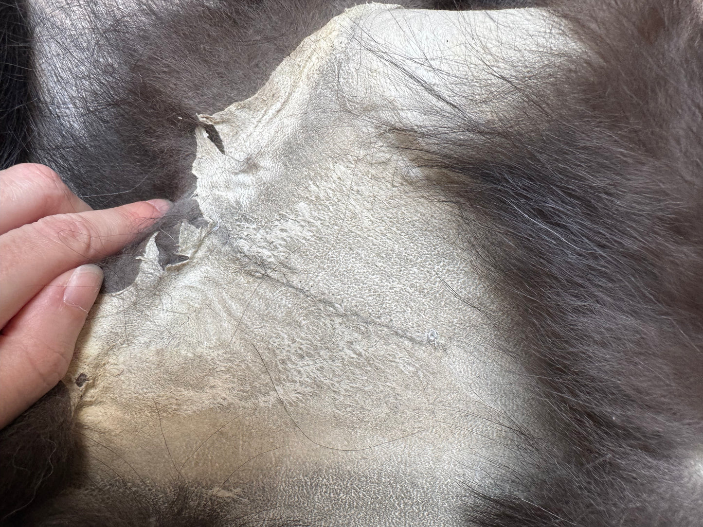 Silver fox pelt (9)