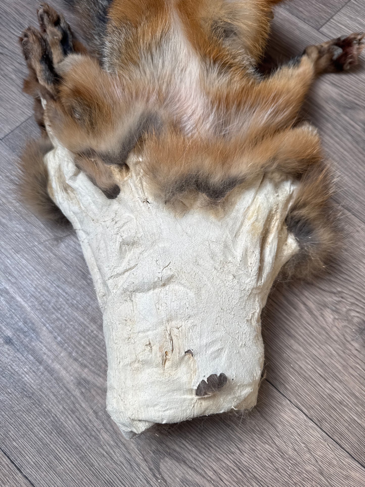 Male grey fox mountable pelt (2)