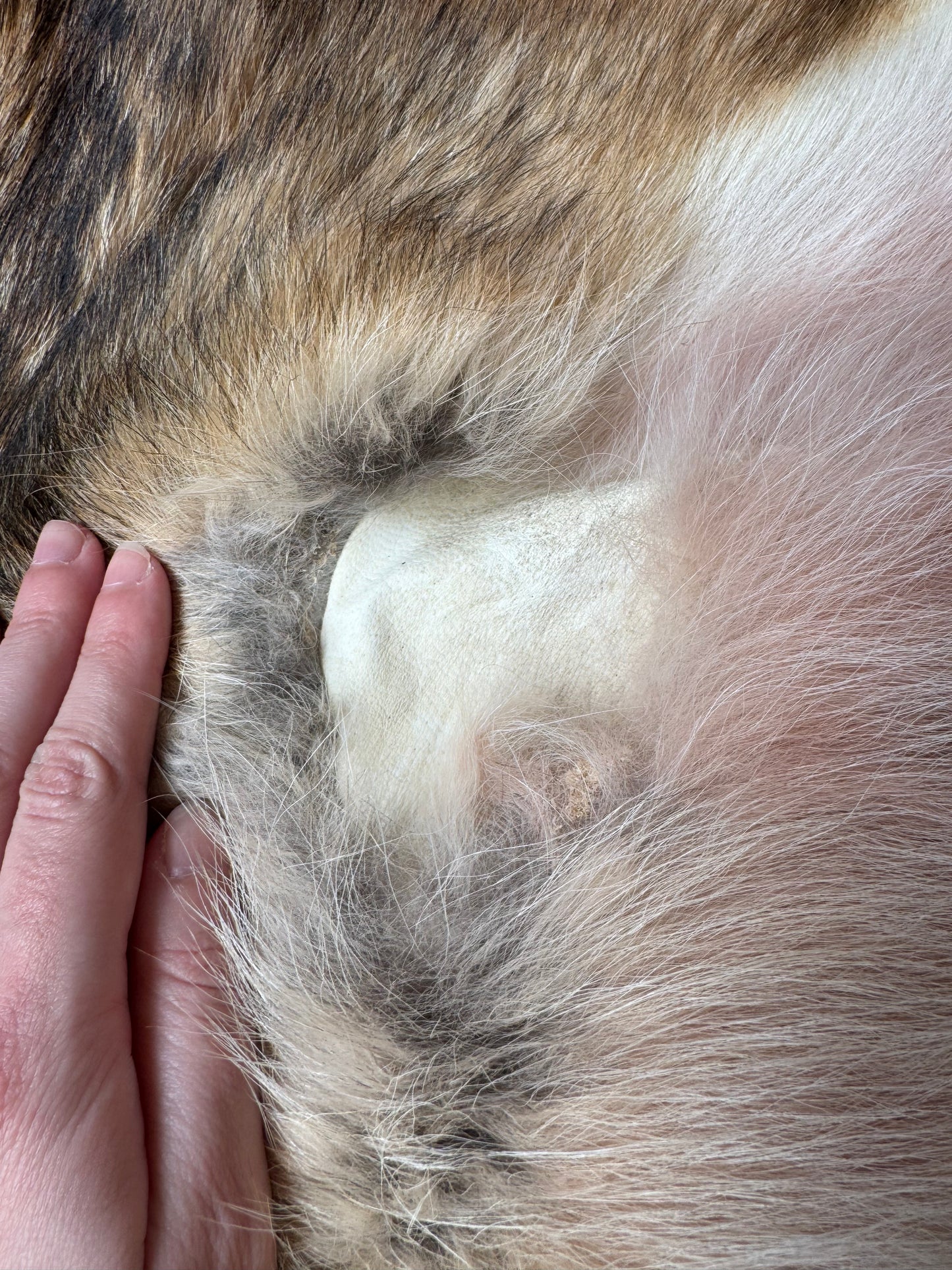 Coyote pelt (3)
