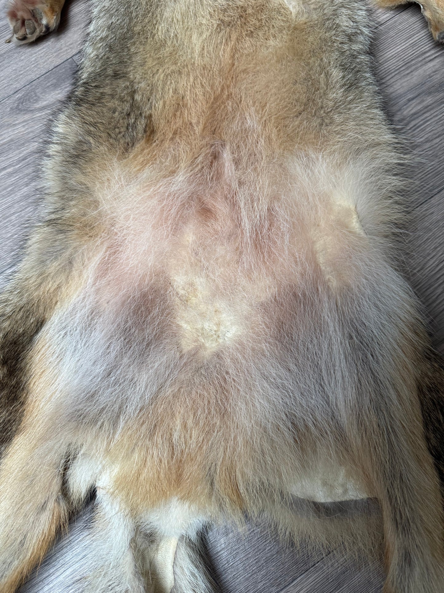 Male coyote mountable pelt (14)