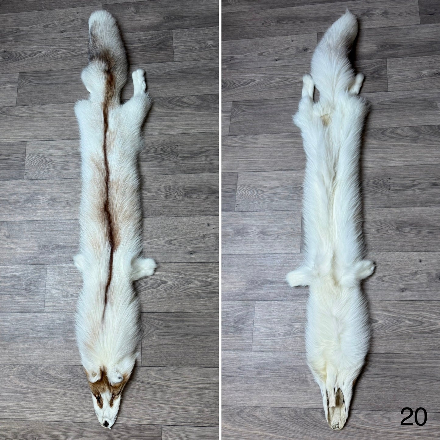 Sun Glow fox pelt (20)