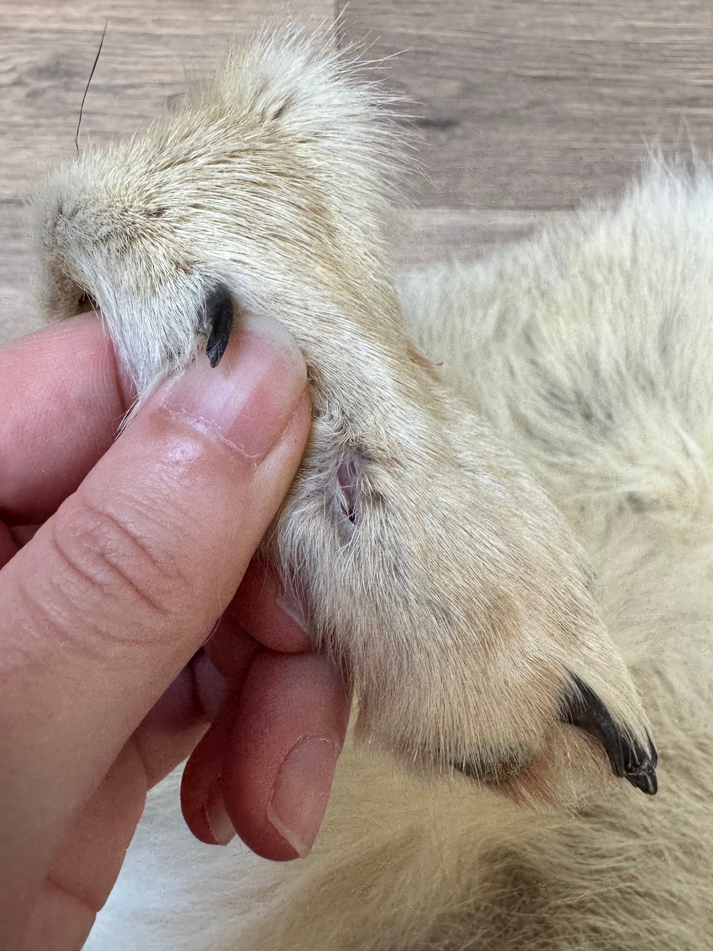 Female coyote mountable pelt (9)