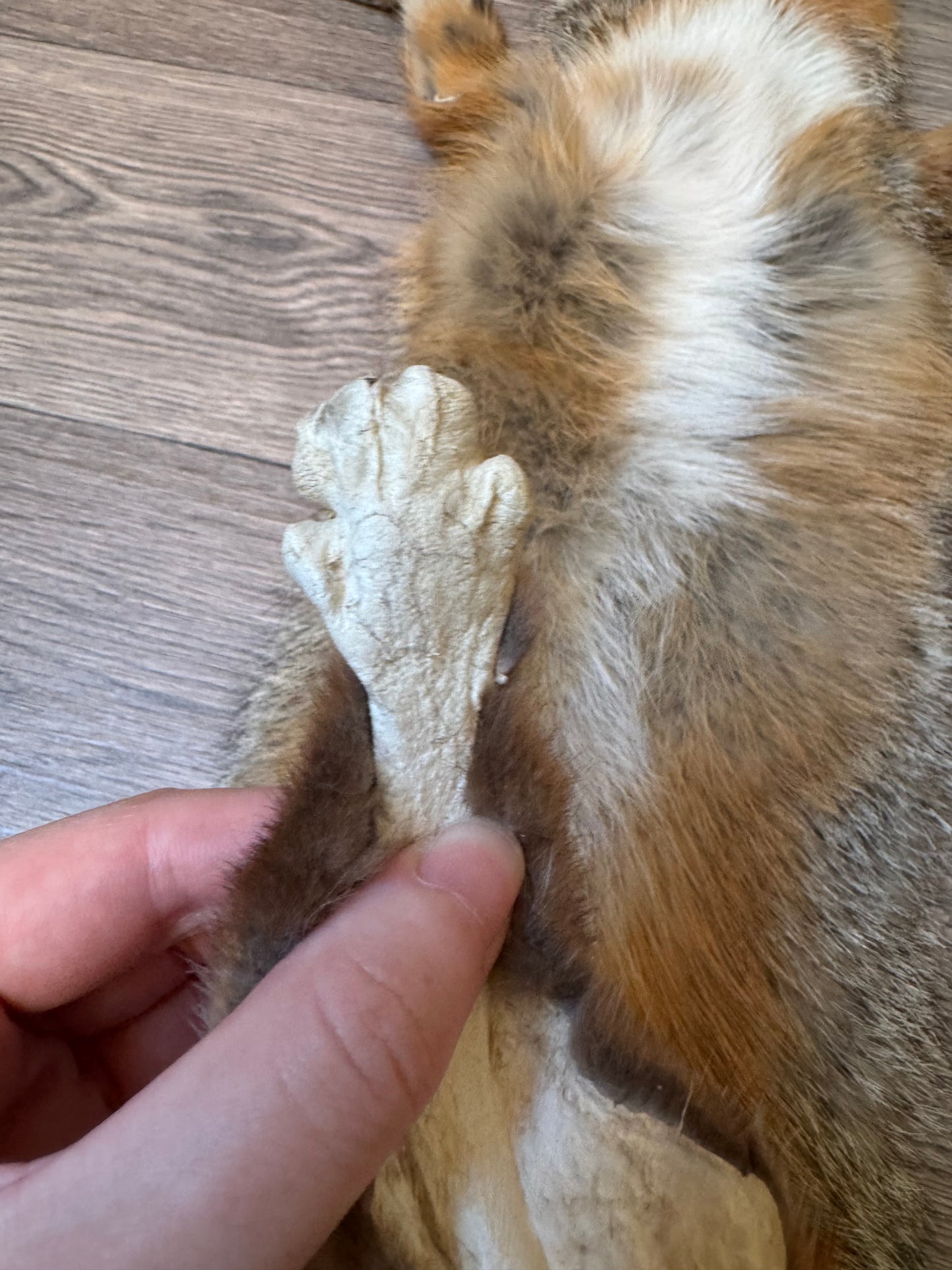 Male grey fox mountable pelt (25)