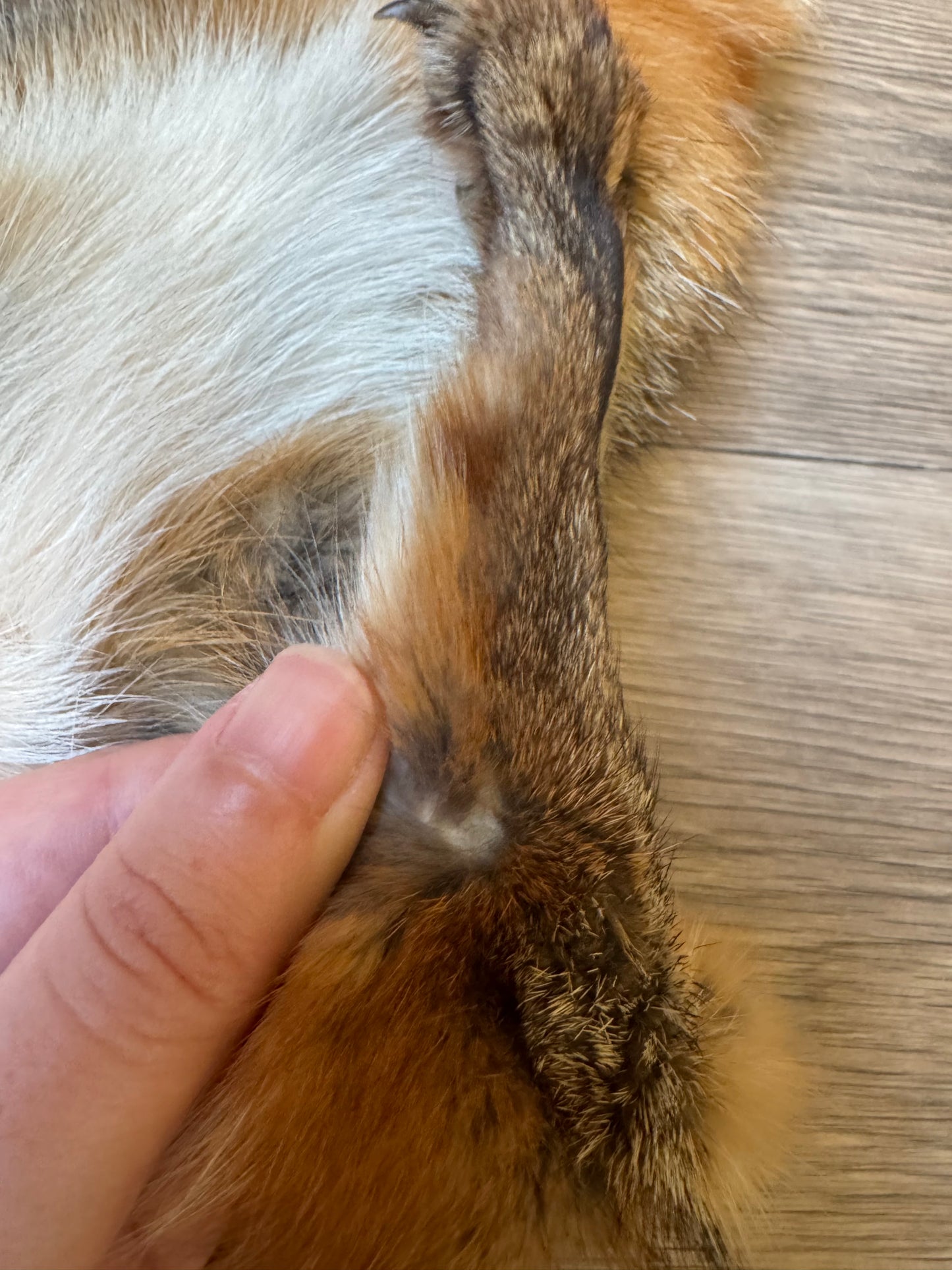 Male grey fox mountable pelt (25)