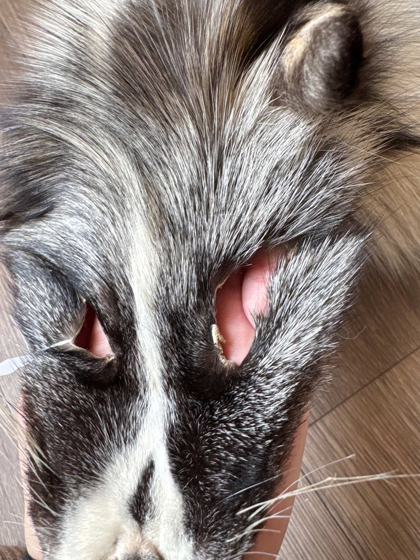 Cross Whitemark fox pelt (3)