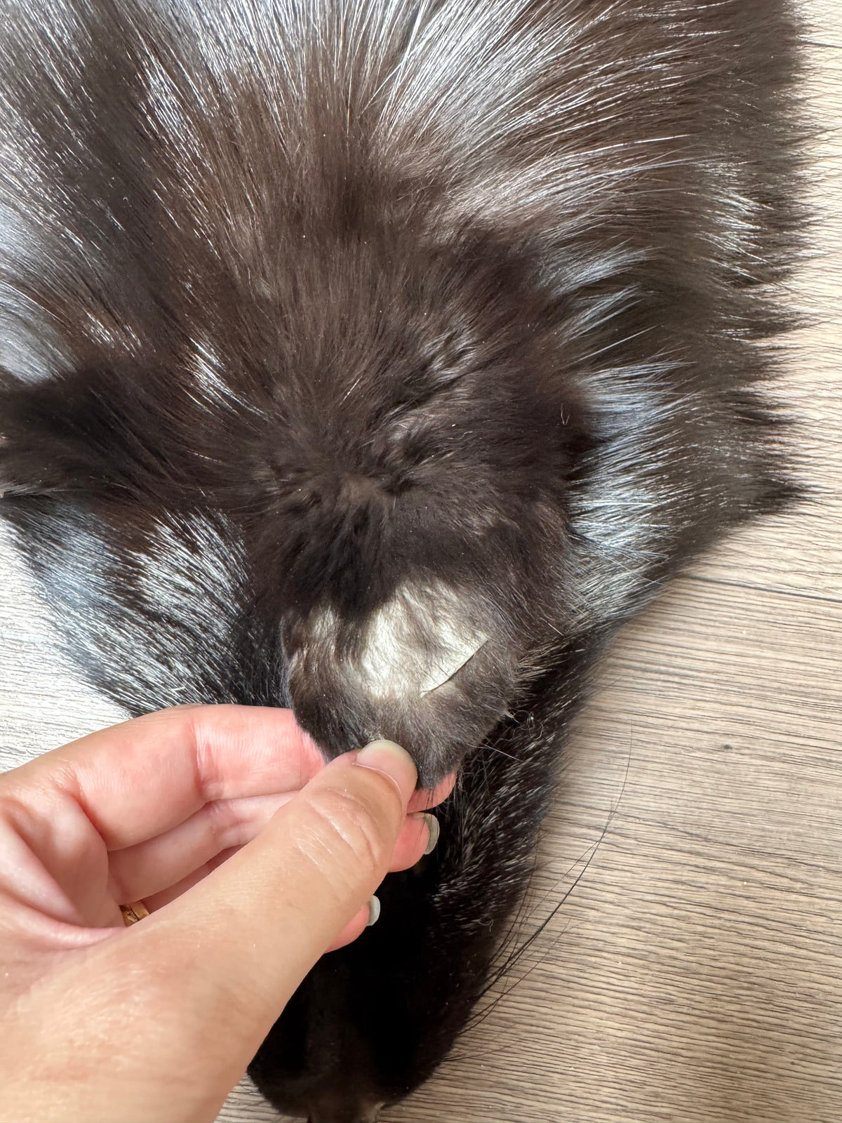 Silver fox pelt (14)