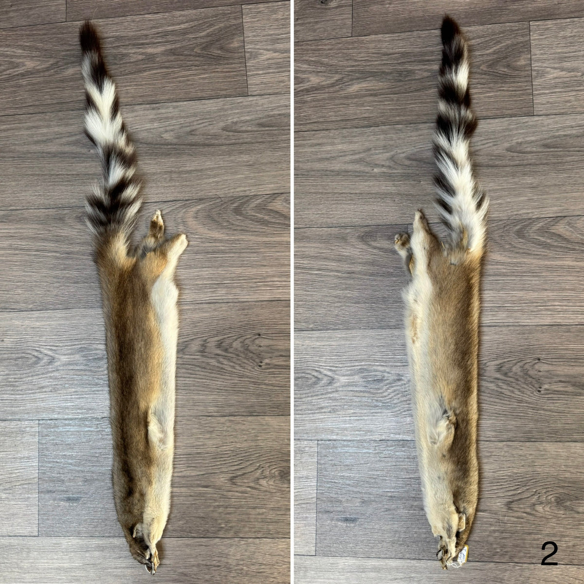 Ringtail pelt (2)