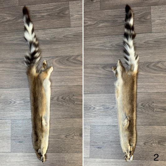Ringtail pelt (2)