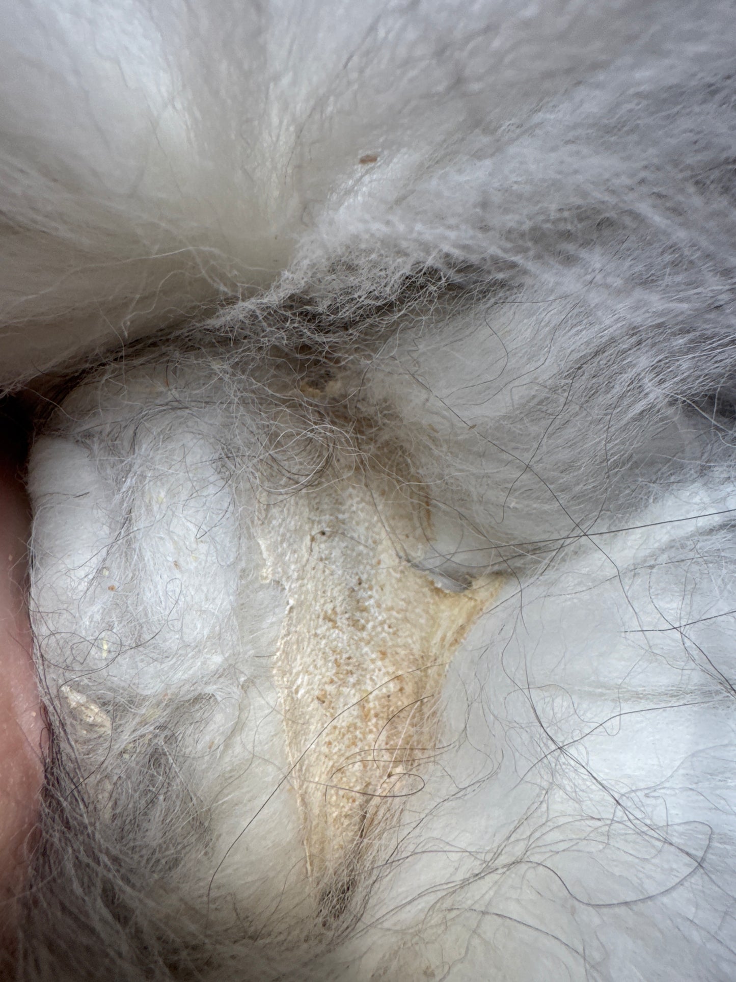 Male Silver Ringneck mountable pelt (tag 19)