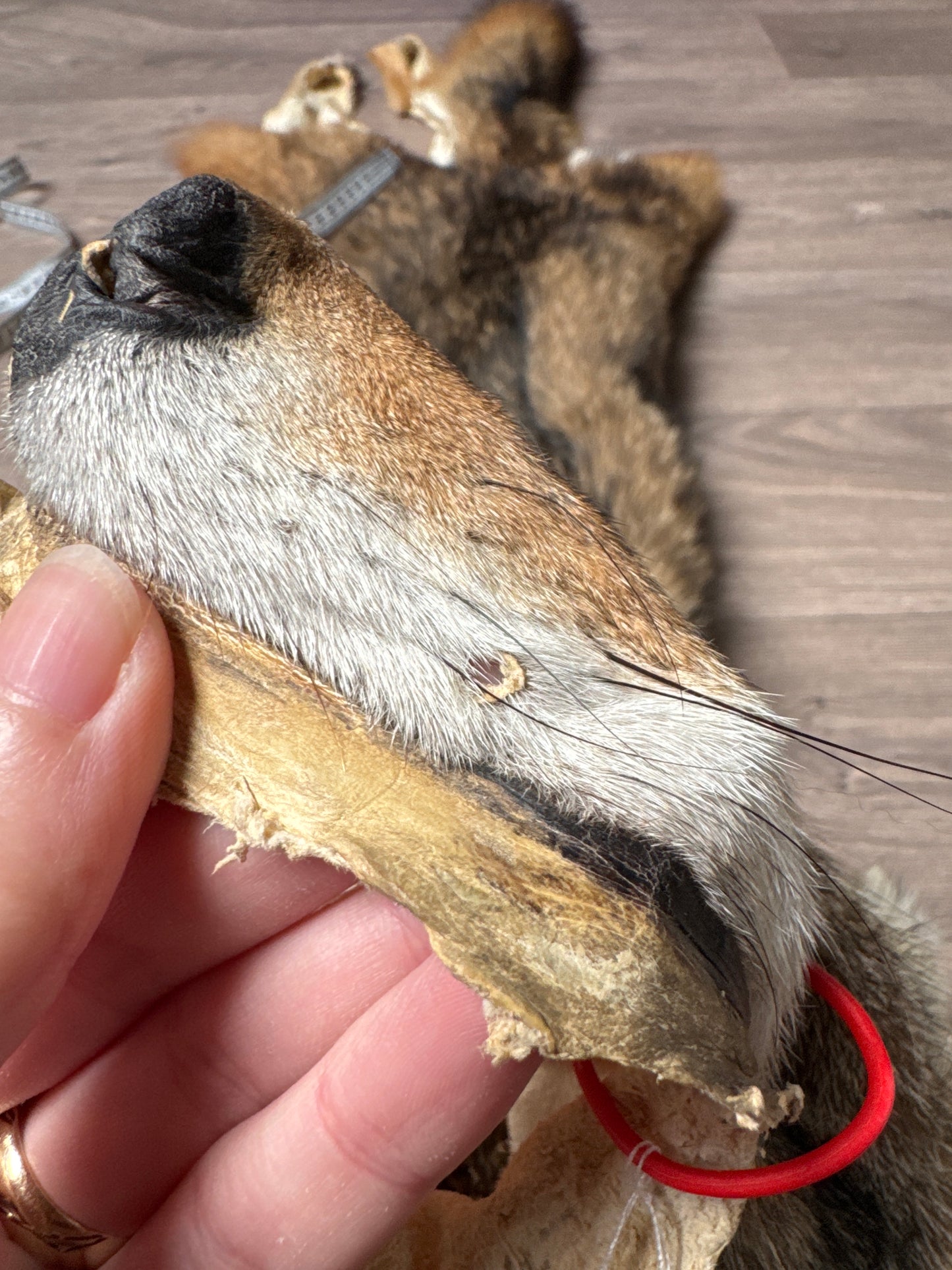 Male coyote mountable pelt (11)