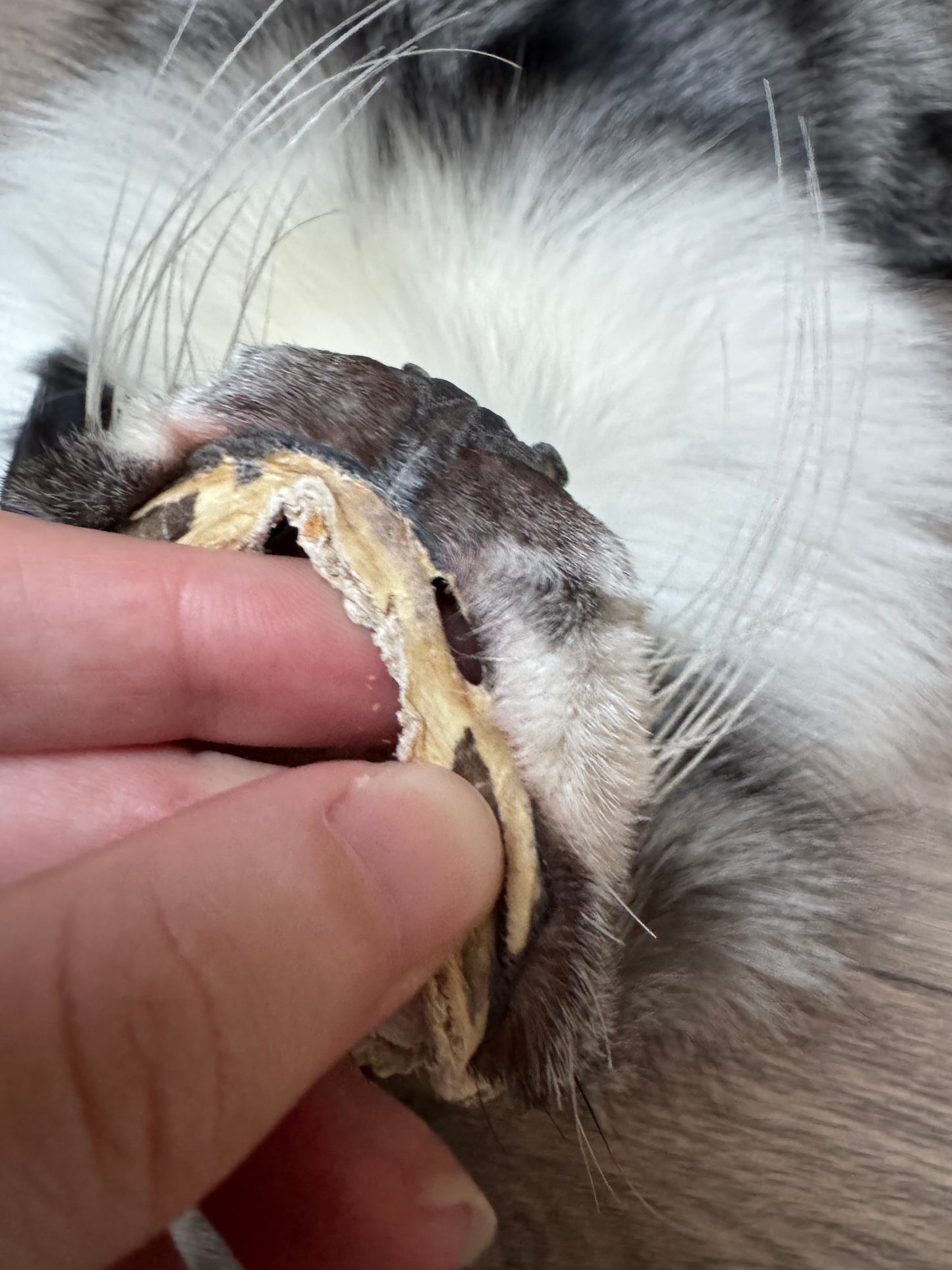 Male Silver Ringneck fox mountable pelt (tag 42)