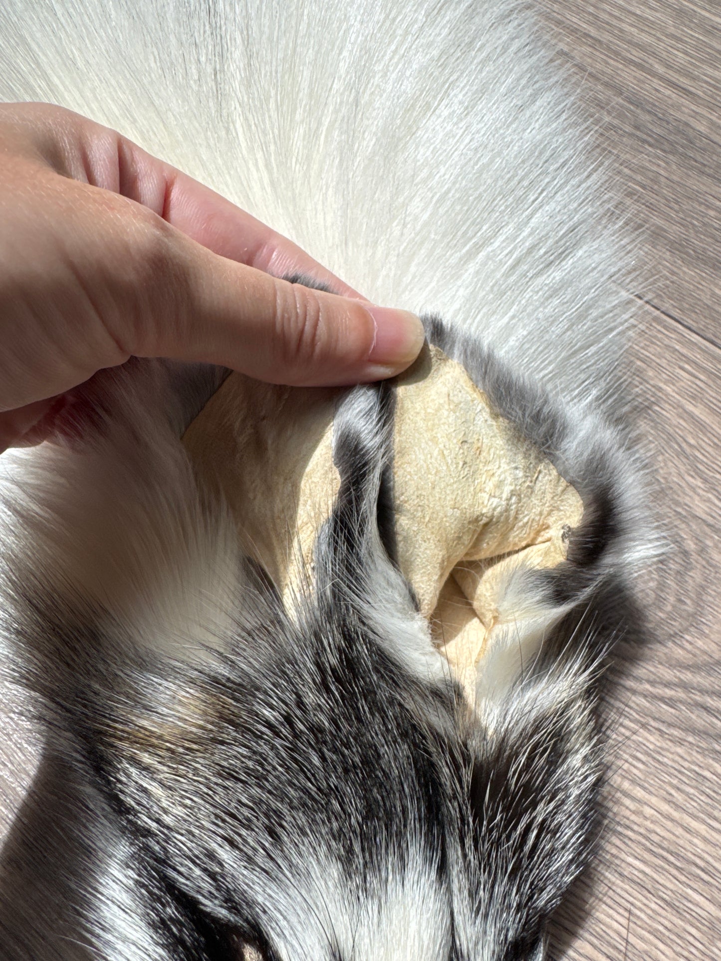 Cross Marble fox pelt (14)