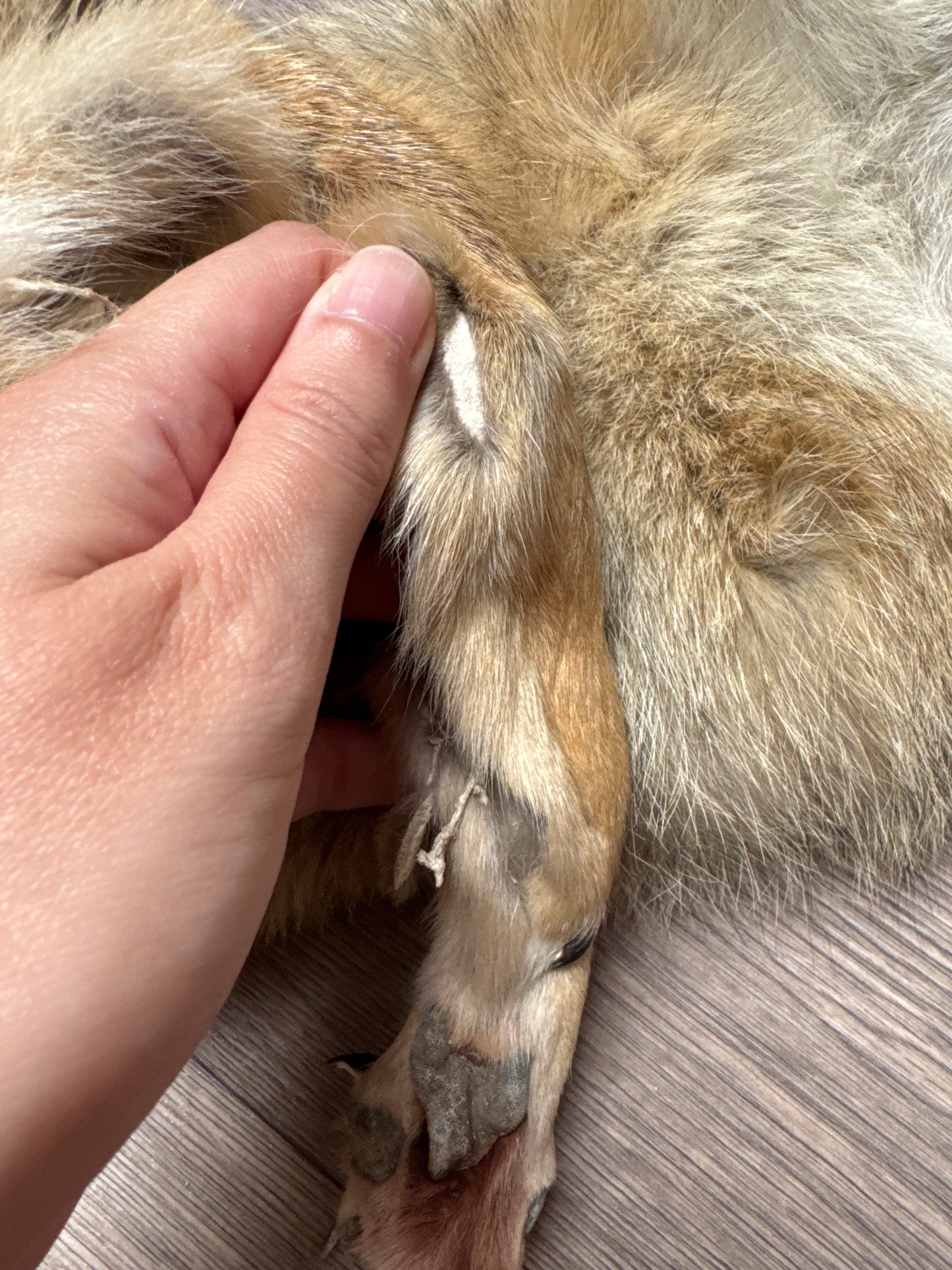 Male coyote mountable pelt (1)