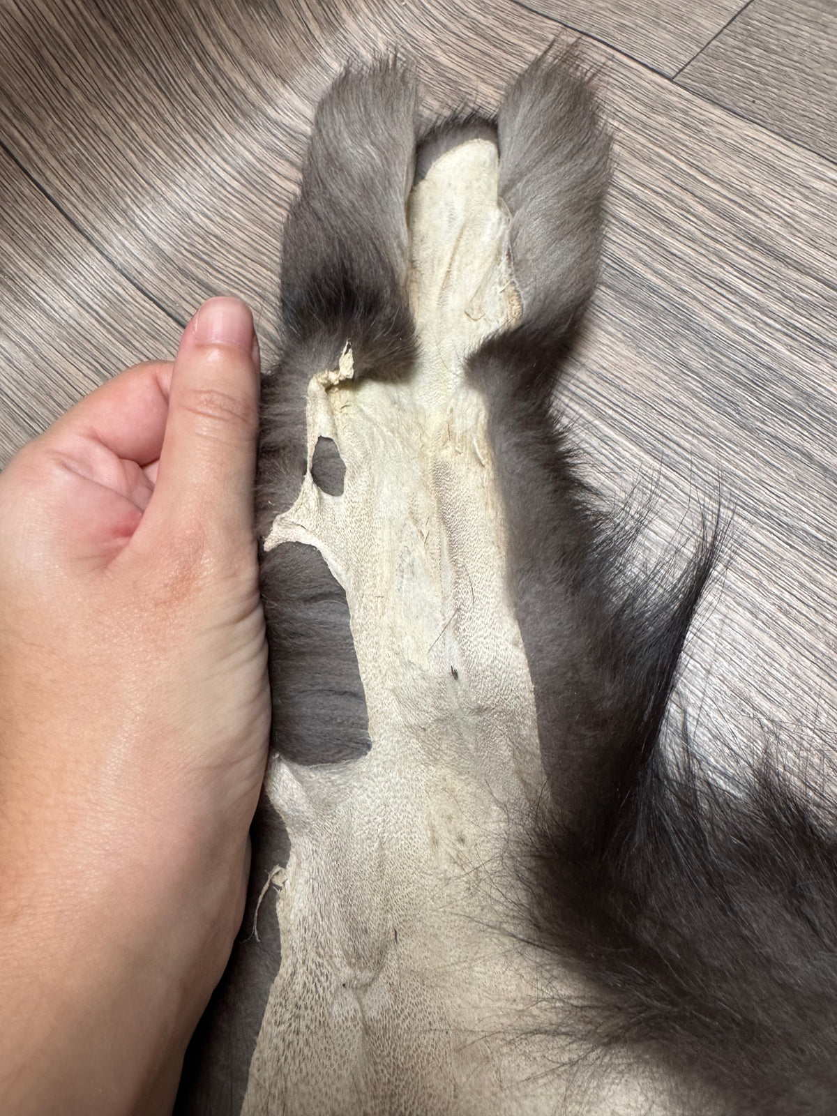 Silver fox pelt (13)