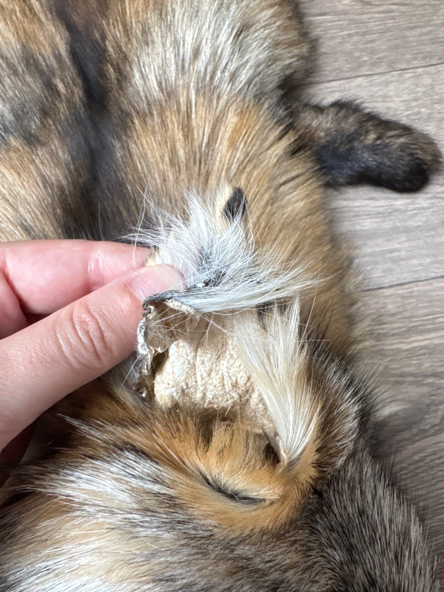 Smokey fox pelt (19)