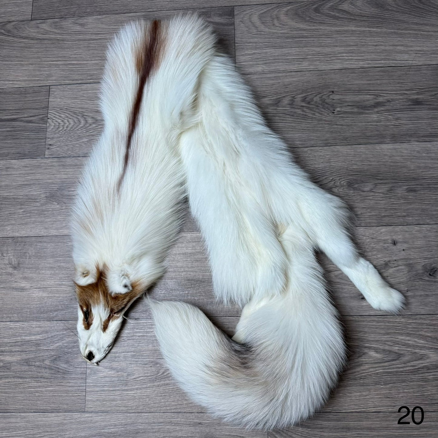 Sun Glow fox pelt (20)