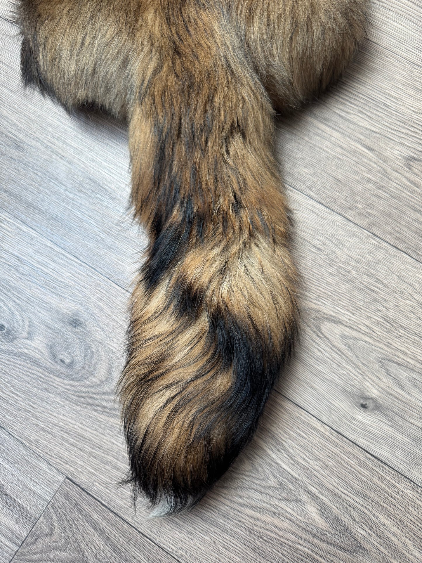 Tanuki pelt (1)