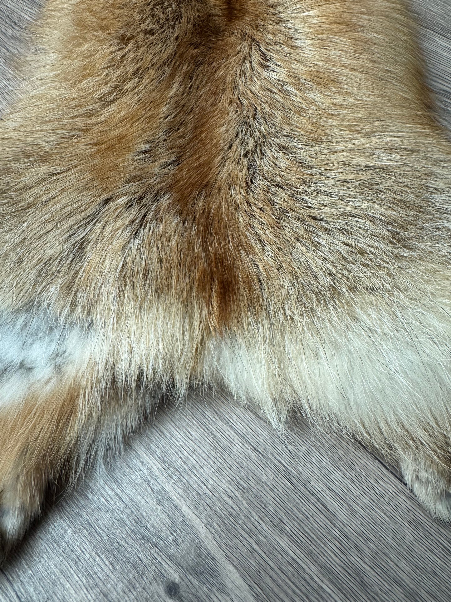 Gold Ringneck fox pelt (2)