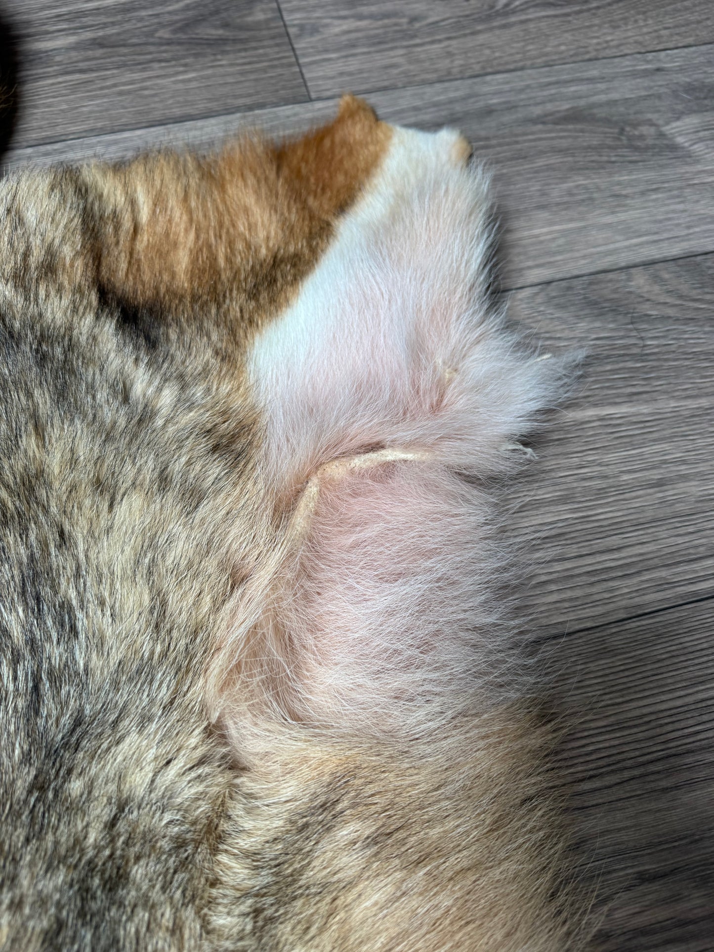 Coyote pelt (7)