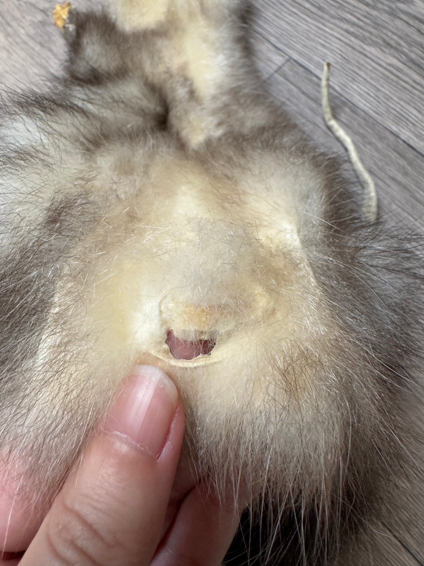 Female opossum mountable pelt (6)