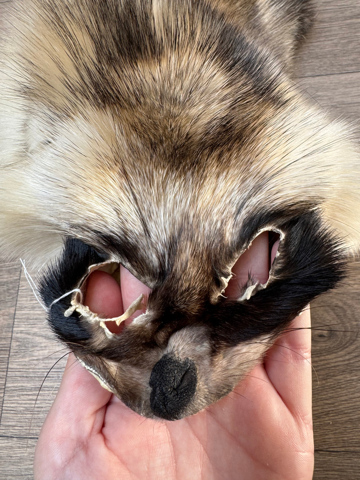 Arctic tanuki pelt (9)